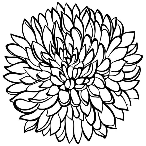 Chrysanthemum Flower Close Isolated White Vector Illustration Sketch Line Art — 图库矢量图片