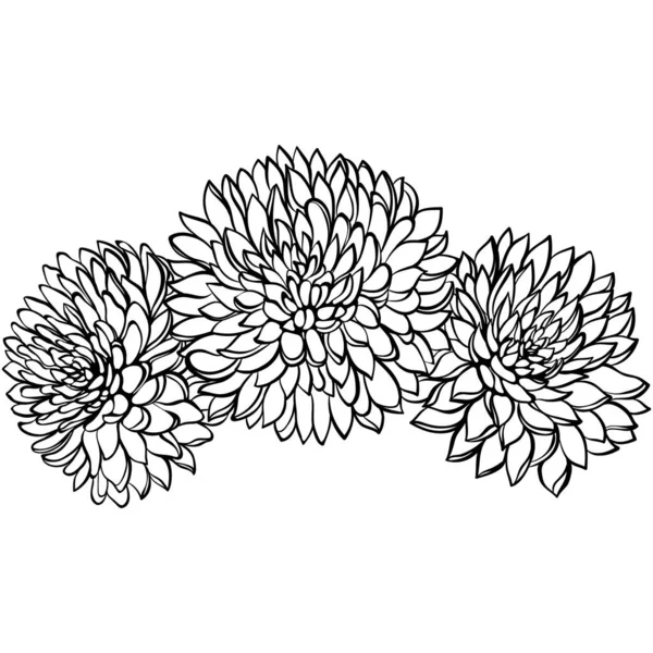 Three Chrysanthemum Flowers Close Isolated White Vector Illustration Sketch Line — Stok Vektör