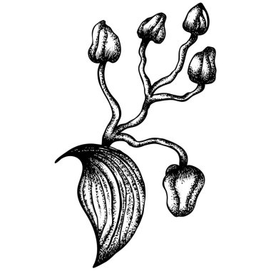 Beyaz üzerinde izole edilmiş orkide tomurcukları olan bir dal. Eskiz çizimi sanat tarzında vektör illüstrasyonu. El yapımı botanik çizimleri. Boyama kitabı, tebrik kartı, yazdırma, davet için tasarım.