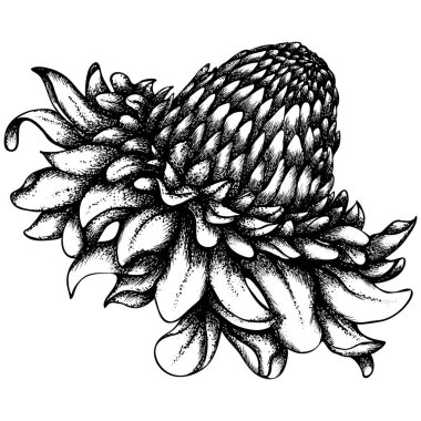 Beyaz etlingera çiçeği. Eskiz çizimi sanat tarzında vektör illüstrasyonu. El yapımı botanik çizimleri. Boyama kitabı, tebrik kartı, baskı ve davetiye tasarımı. Phaeomeria