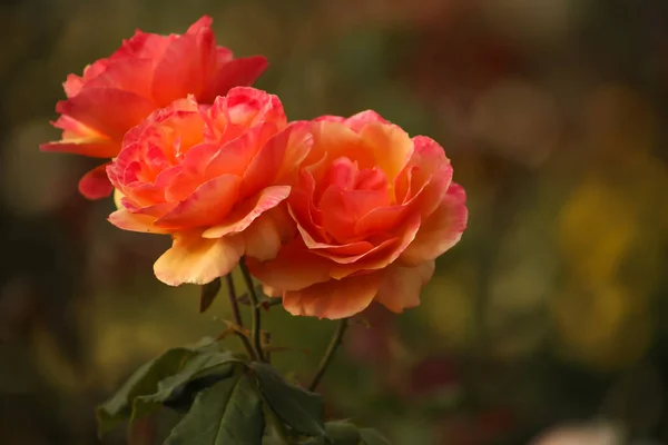 Yellow Pink Roses Three Blooms Horizontal Composition — Stockfoto