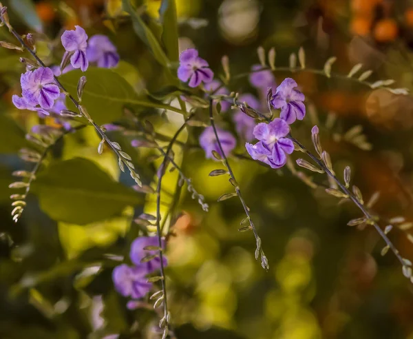 Several Blooms Golden Dewdrops Close — Stok fotoğraf