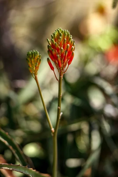 Candelabra Aloe Blooms Vertical Close — Stok fotoğraf