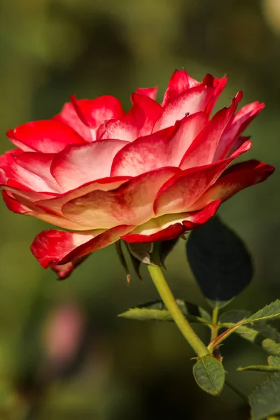 红白相间的红茶玫瑰 正确的 侧视图 靠近点 — 图库照片