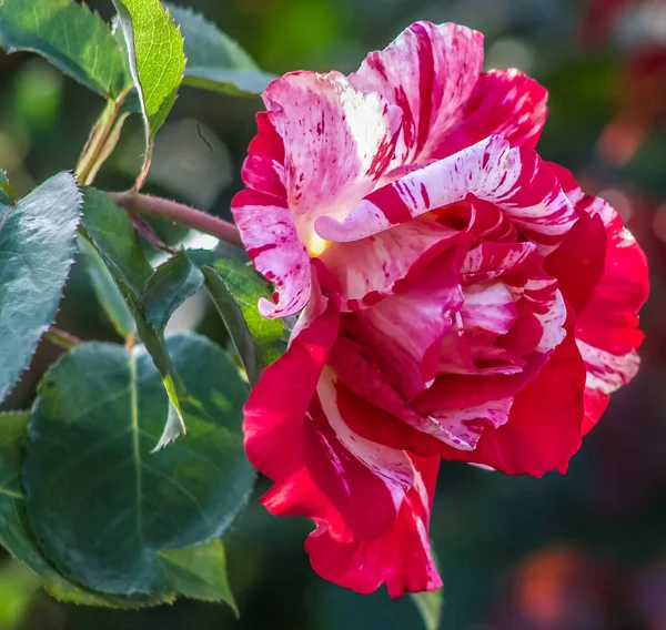 Red White Tea Rose Close Side View — Stockfoto