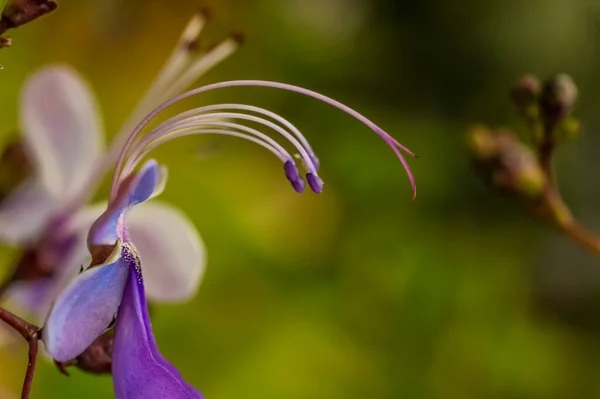 Blue Fountain Bush Blooms Side View Macro — Stok fotoğraf