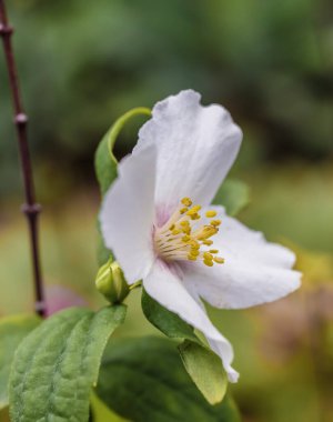 Tatlı Sahte Portakal. Çiçek. Yan görüş. Kapat.