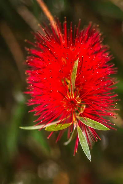 Crimson Bottlebrush Bloom Vertical Close — Stok fotoğraf