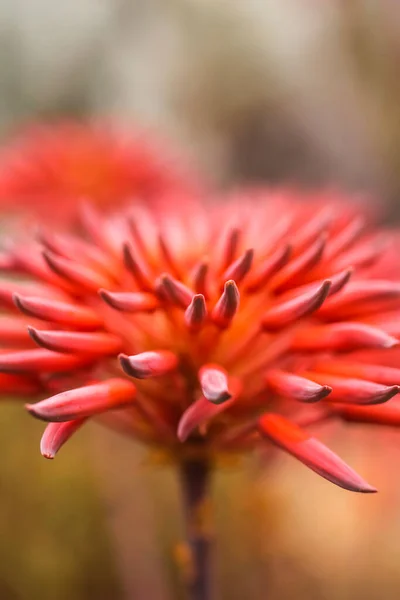 Mitre Aloe Soft Background Blooms Vertical — Stok fotoğraf