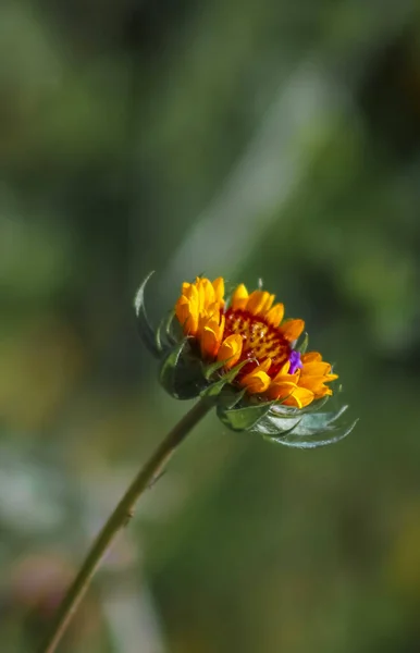 Lanceleaf Blanketflower Flor Única — Fotografia de Stock