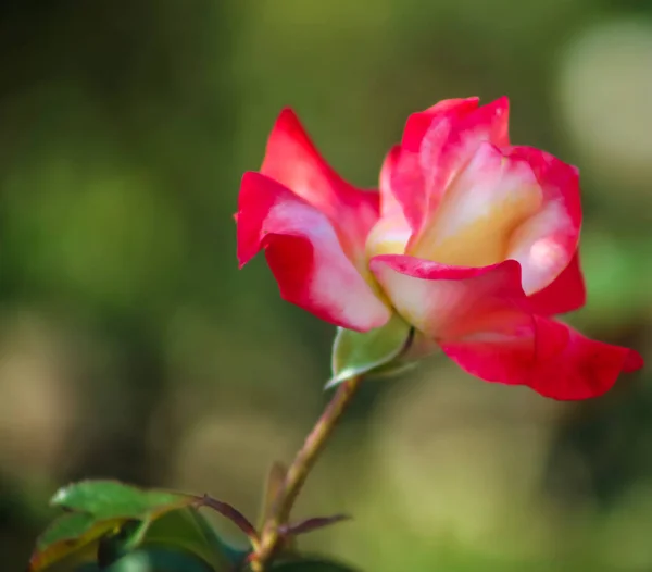Яскраво Червоно Біла Троянда Чаю Цвіте Одинарне Стебло — стокове фото