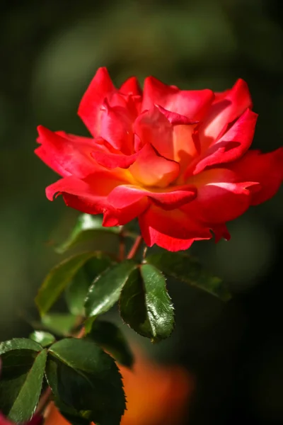 Червона Жовта Троянда Тери Одинарне Стебло Глибокий Зелений Фон — стокове фото