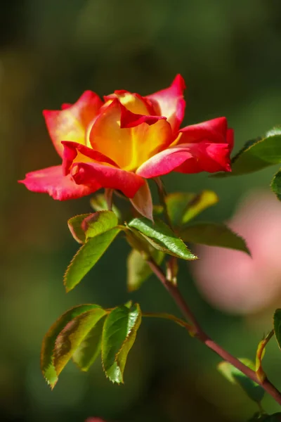 Red Yellow Tea Rose Bloom Single Stem Vertical — 图库照片