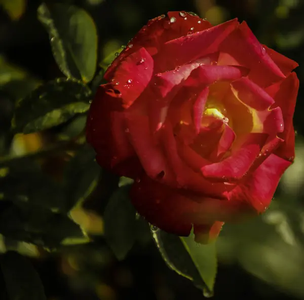 Red Yellow Tea Rose Bloom Frontal View Close — Stockfoto