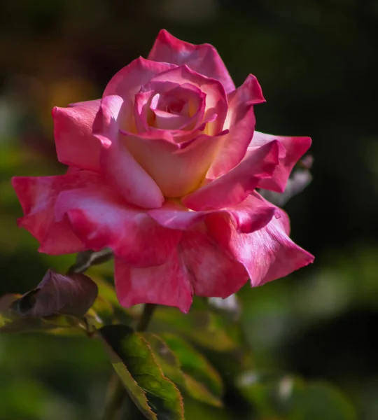 Pink White Tea Rose Vertical Close — 图库照片