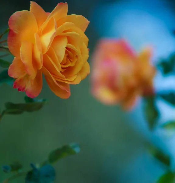 Orange Tea Rose Bloom Mirror Image — 图库照片