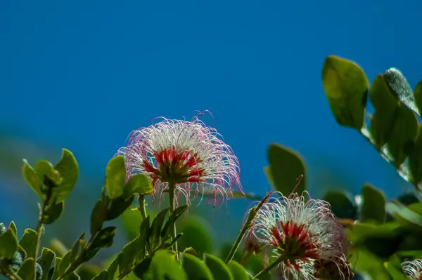 Two Blooms Mimosa Tree Blue Sky — Stock Fotó