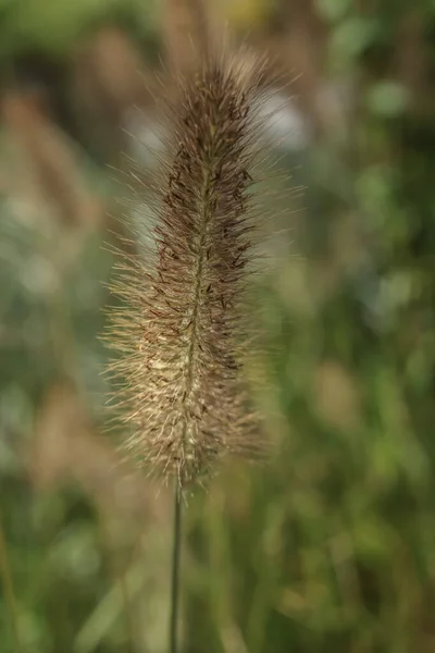 Blue Buffel Grass Vertical Single Bloom — Stock Photo, Image