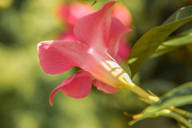 Brezilyalı. Pembe çiçek. Yan görünüm