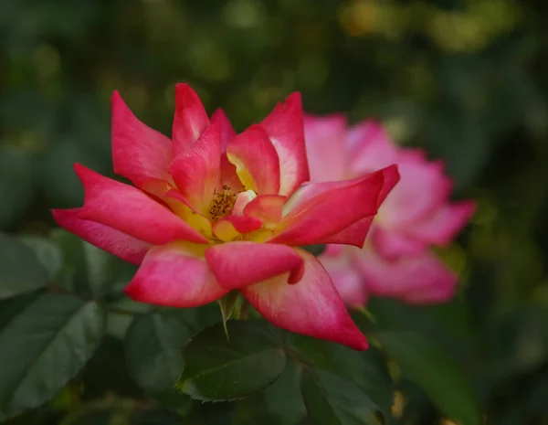 罗斯红色的 背景为柔和的粉红玫瑰 — 图库照片
