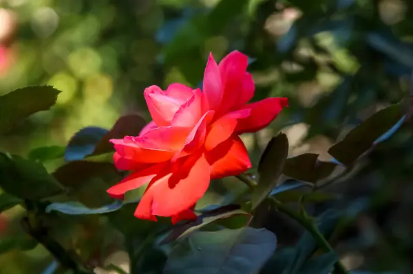 Ros Enkel Blomning Röd Sidovy — Stockfoto