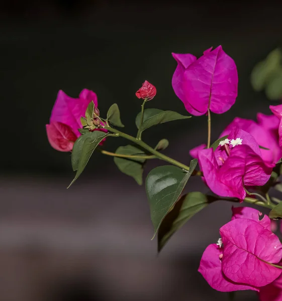 Blomkål Djupt Rosa Närbild — Stockfoto