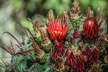 Fishhook Frel Kaktüsü. Çiçek açıyor. Makro