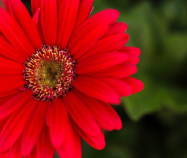 Carmine red Barberton Daisy . Yukarıdan kısmi görünüm