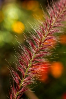 Rose Fountain Çimeni. Tek bir çiçek. Renkli arkaplan