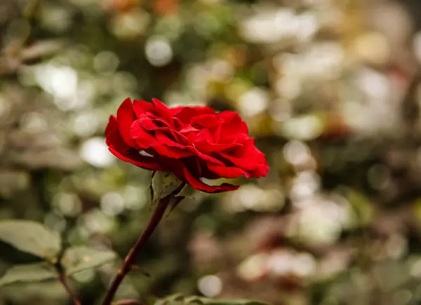 Червона Чайна Троянда Одинарне Цвітіння Зелено Білий Фон — стокове фото