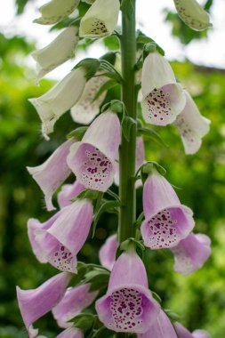 Hassas, soluk pembe düşey yüksükotu veya Yaygın Yüksükotu (Lady 's Glove olarak da bilinir) yazın yeşil bir bahçede çiçek açar.