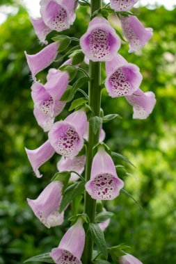 Hassas, soluk pembe düşey yüksükotu veya Yaygın Yüksükotu (Lady 's Glove olarak da bilinir) yazın yeşil bir bahçede çiçek açar.