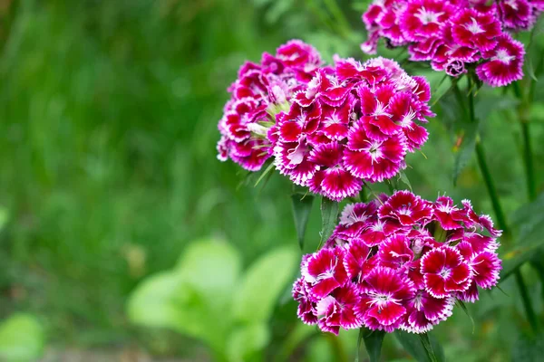 Canlı pembe karanfil çalıları ya da beyaz çizgili pembe karanfil ve yeşil bahçe merkezleri