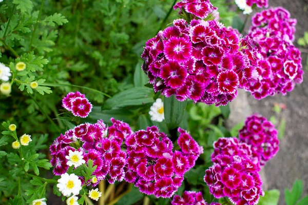 Canlı pembe karanfil çalıları ya da beyaz çizgili pembe karanfil ve yeşil bahçe merkezleri