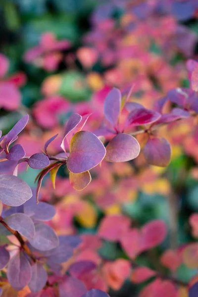 Berberis Colorido Folhas Baga Dia Quente Jardim Outono Arbusto Arco — Fotografia de Stock