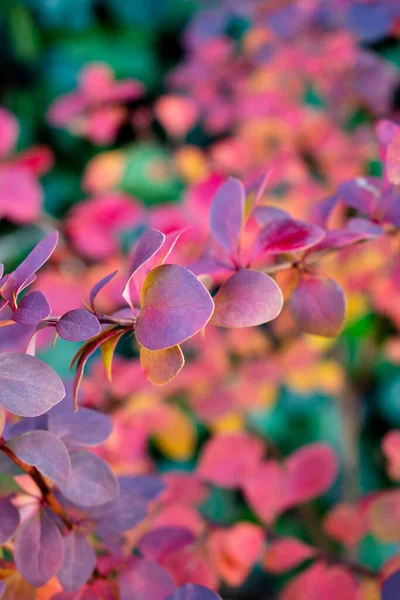 Berberis Coloridos Hojas Agracejo Cálido Día Jardín Otoño Arbusto Arcoíris — Foto de Stock