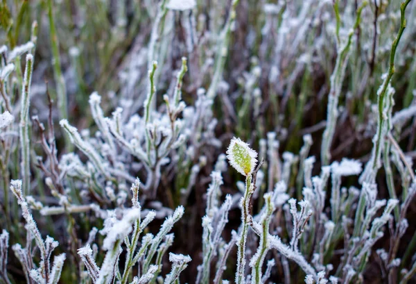 Plantas Brancas Congeladas Grama Musgo Serapilheira Floresta Outono Inverno Primeira — Fotografia de Stock