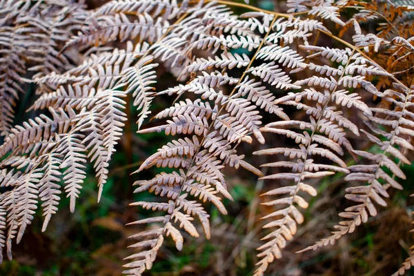 Grande Feuille Brune Fougère Sèche Dans Arbuste Dans Forêt Verte — Photo