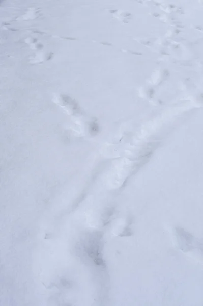 Avrupa 'da kışın soğuk ve gri bir günde yüksek kar ve buz bahçesinde ayak izleri.