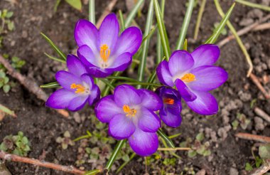Güneşli bir günde bahar bahçesinde büyüyen mor ya da mor, genç timsahlar. Birçok küçük timsah çiçeği taze yeşil çimlerde sarı pudingler ile.