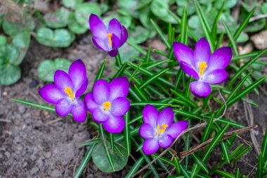 Güneşli bir günde bahar bahçesinde büyüyen mor ya da mor, genç timsahlar. Birçok küçük timsah çiçeği taze yeşil çimlerde sarı pudingler ile.