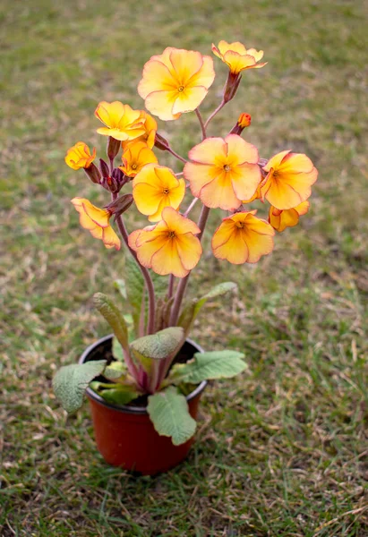 Kleine Bruine Plastic Bloempot Met Zachte Hoge Gele Licht Oranje — Stockfoto