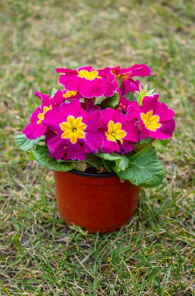 Small brown plastic flower pot with soft pink or purple primula flowers (seedling) with vivid orange or yellow centers standing on the green lawn in the spring garden.