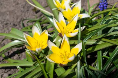Türkistan lalesi (Tulipa Türkistan) parlak sarı çiçekler keskin beyaz uçlu ve sulu yeşil düz yapraklar güneşli bir bahçede çiçek tarhında olabilir