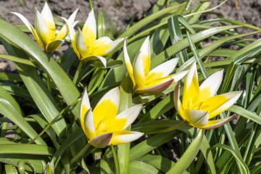 Türkistan lalesi (Tulipa Türkistan) parlak sarı çiçekler keskin beyaz uçlu ve sulu yeşil düz yapraklar güneşli bir bahçede çiçek tarhında olabilir