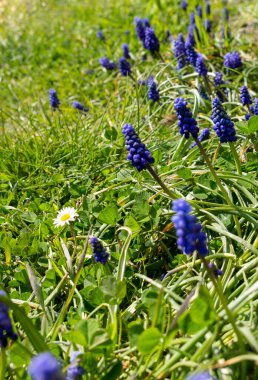 Muscari ya da yaygın olarak bilinen adıyla Bluebonnet veya üzüm sümbülü mavi ya da mor çiçekler baharda çimenli yeşil bir çayırda Nisan veya Mayıs ayında güneşli bir bahçede yetişir.