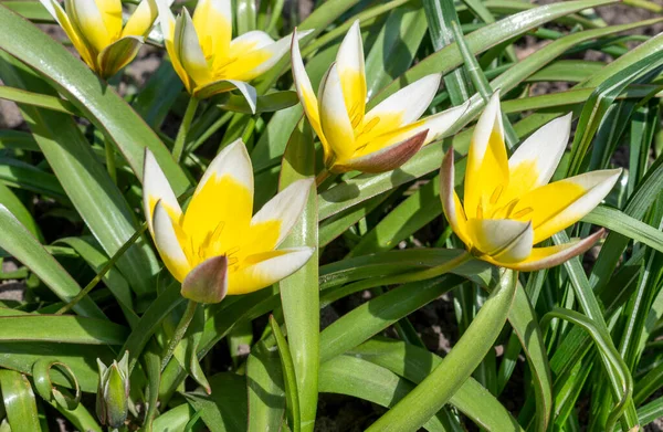 Türkistan lalesi (Tulipa Türkistan) parlak sarı çiçekler keskin beyaz uçlu ve sulu yeşil düz yapraklar güneşli bir bahçede çiçek tarhında olabilir