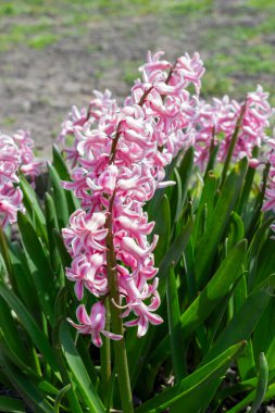 Parlak pembe sümbül (Hyacinthus orientalis) çiçek başları ve yeşil sulu yapraklar güneşli nisanda çiçek tarhında büyür veya bahçe