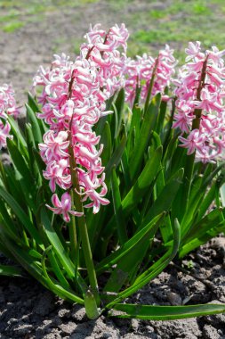 Parlak pembe sümbül (Hyacinthus orientalis) çiçek başları ve yeşil sulu yapraklar güneşli nisanda çiçek tarhında büyür veya bahçe