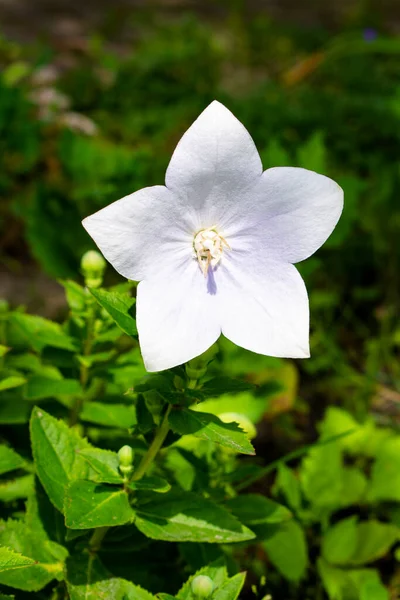 Flor Sino Delicada Única Branca Campanula Jardim Prado Verde Fresco — Fotografia de Stock